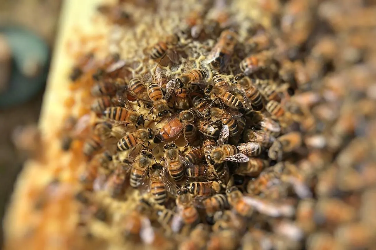 The Hive Stefy'S Apartment Iglesias