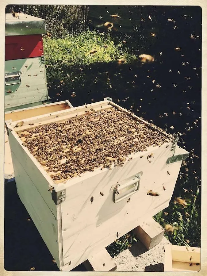 The Hive Stefy'S Apartment Iglesias 0*,  Italia